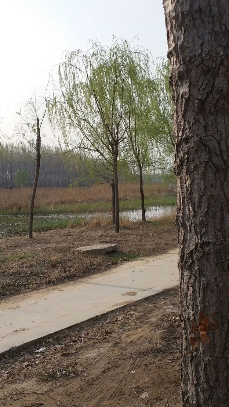 清明祭扫、踏春归来，从外地返回成都需不需要向社区报备？用好这两个二维码就可帮你解答疑问(图1)